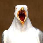Golden Wonder respond to Seagull's crisp raids in Aberdeen