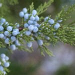 Everything you need to know about the Edinburgh Juniper Festival