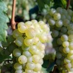 Rose Murray Brown: 12 quirky dry white wines from unusual grapes