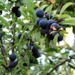 Gin producers face sloe sales this Christmas after harvest hit by fungus