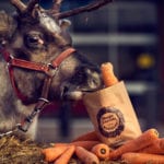 Morrisons to give away 200,000 wonky carrots to feed Rudolph this Christmas