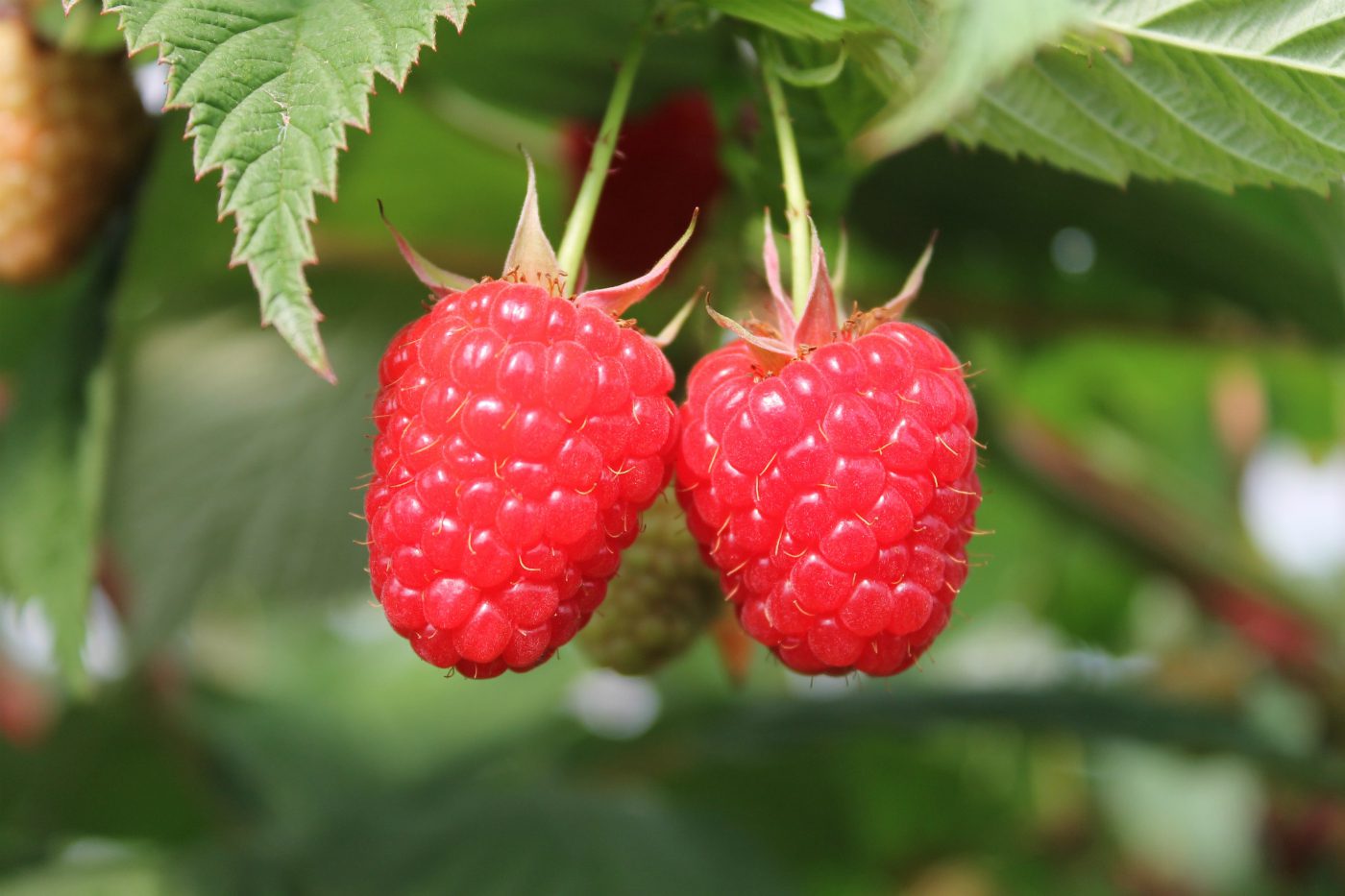 Scottish fruit and veg to hit Waitrose shelves early this summer