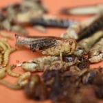 Eating insects instead of beef could 'help to save the environment'
