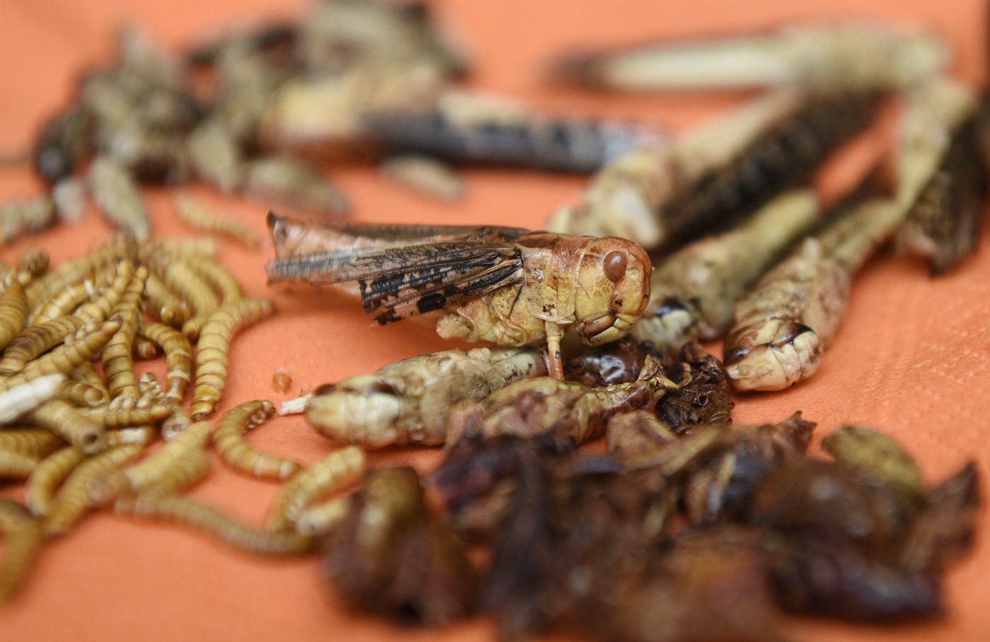 Eating insects instead of beef could 'help to save the environment ...