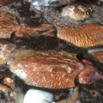 UK Fishermen enjoy 'black gold rush' as demand for cuttlefish hits all time high