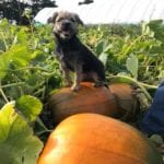 The dog-friendly pumpkin patch that’s been named one of the best in the UK