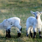 Scottish lambs reverse recent slump in sale price