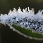 Top tips for protecting your tender plants from frost this winter