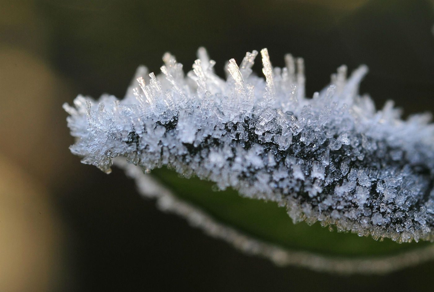 Top tips for protecting your tender plants from frost this winter