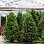 7 things you might not know about Christmas trees