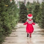 Buying a Christmas tree - here's how to get it right