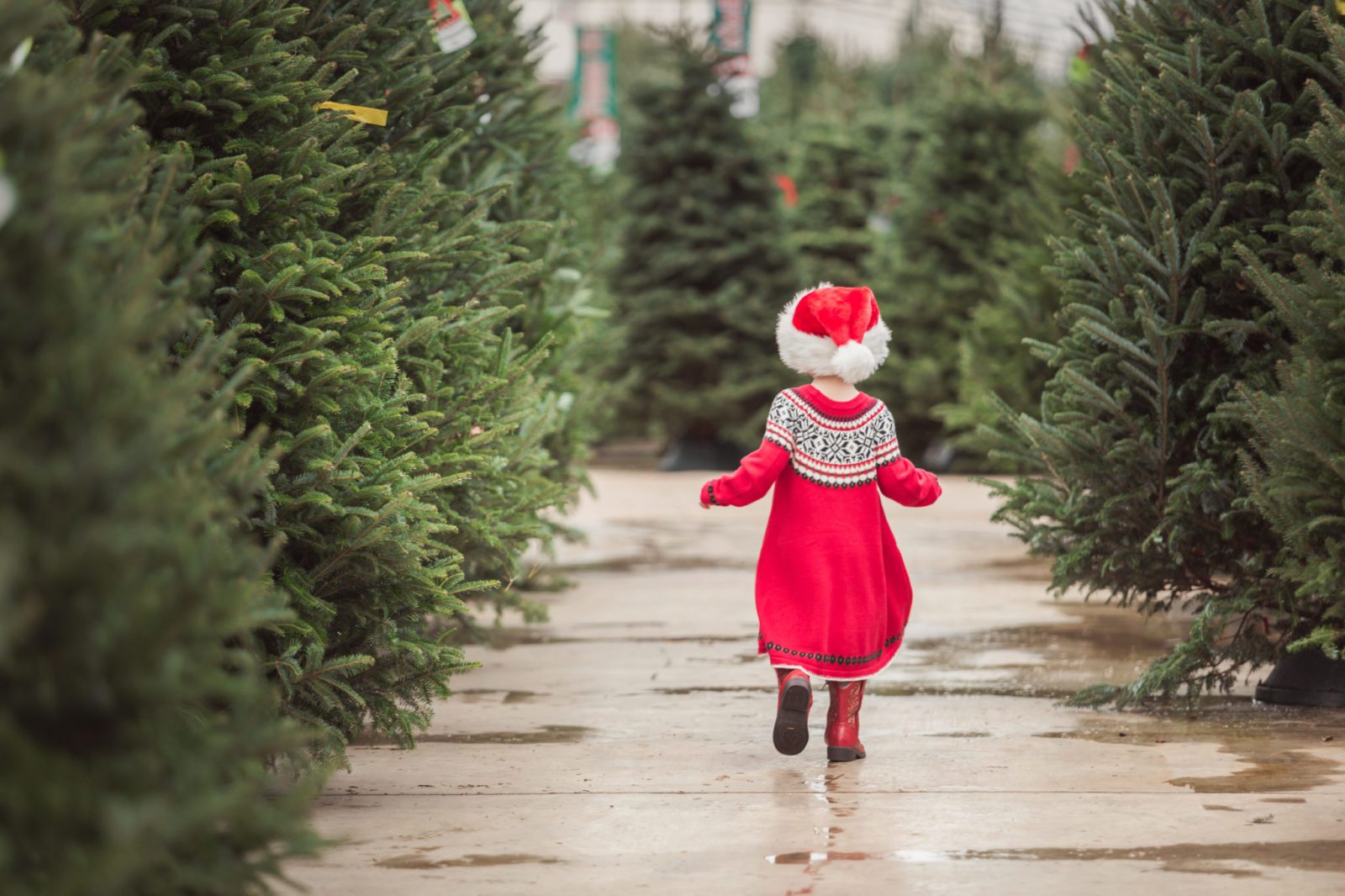 Buying a Christmas tree here's how to get it right Scotsman Food