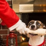 Be careful what you feed your pet this Christmas, warn vets