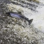 Salmon production value rises to over £1 billion
