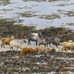Unique North Ronaldsay ‘seaweed’ sheep named first Slow Food Presidium in Scotland