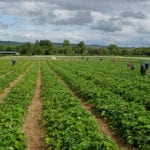 Brexit: This is Scottish fruit growers’ hour of need – Stephen Jardine