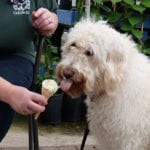 Scottish garden centre unveils doggy ice cream to keep dogs cool during heatwave