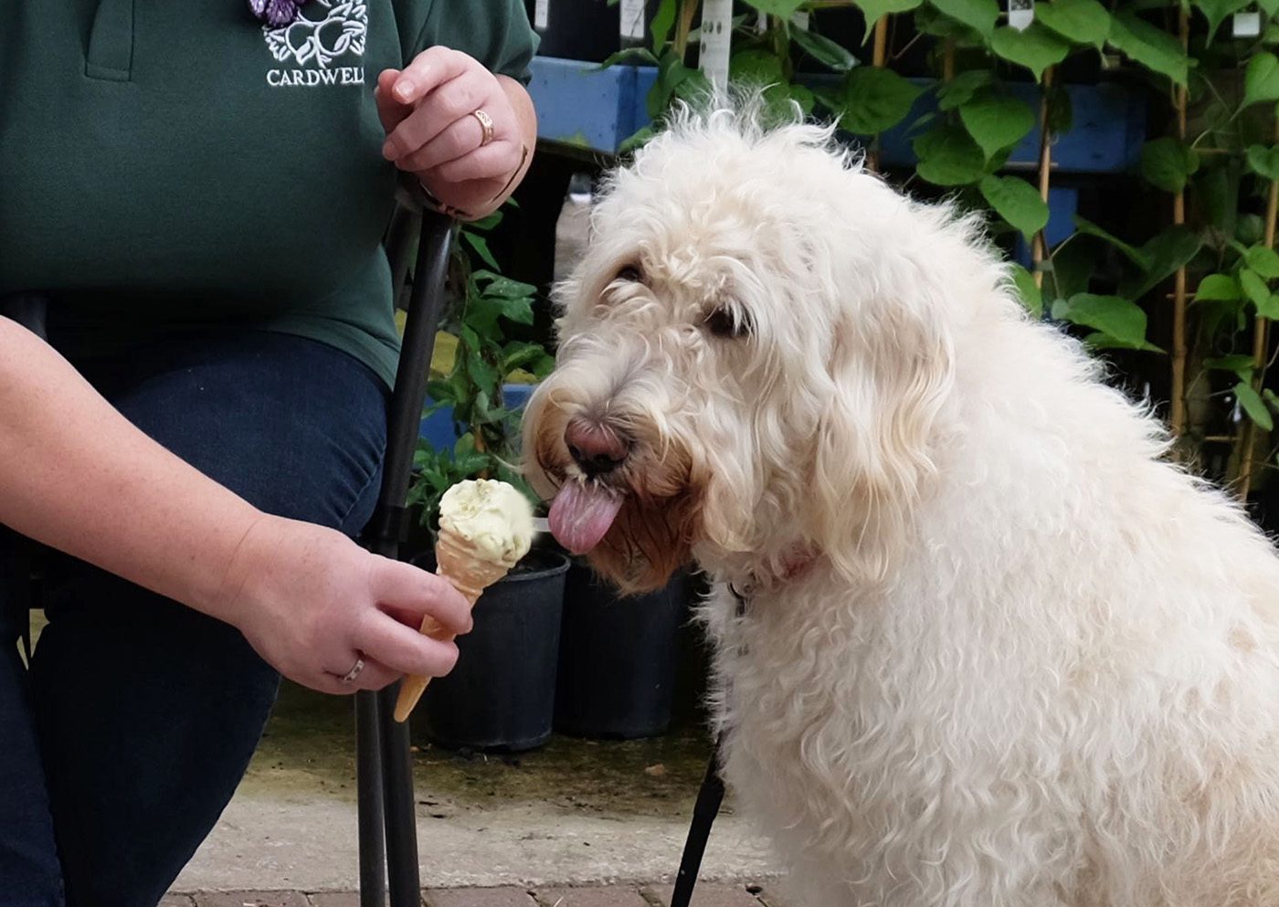 are dogs allowed ice cream