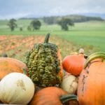Arnprior pumpkin picking tickets on sale for autumn 2022
