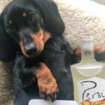 New charity calendar reveals the dogs of Scottish gin 2020