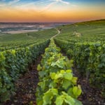 Champagne under threat as climate change begins to take hold