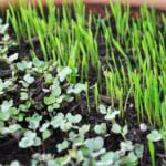 Campbell Mickel from Edinburgh's Merienda discusses his micro herb garden and shows how to grow your own