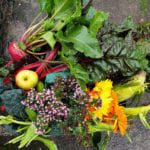 Keeping the Plot: A journal of growing and cooking Scottish produce – The September Harvest