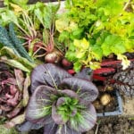 Keeping the Plot: A journal of growing and cooking Scottish produce – The October Harvest