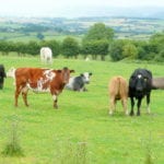 Farmers could be breeding more environmentally-friendly cattle by next year, scientists