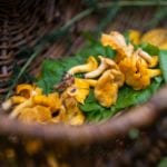 Success for Scotland's foraging festival as 2020 dates announced