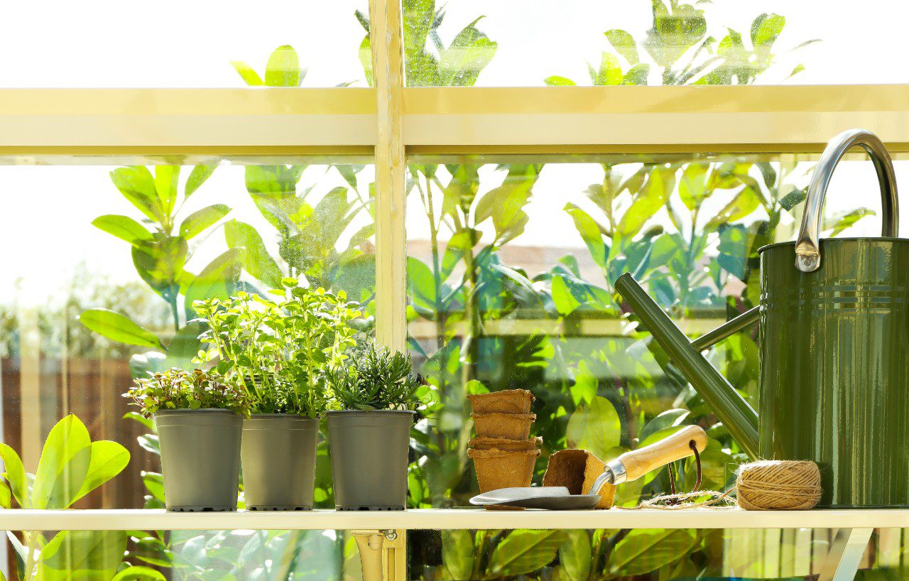 Grow drink. Vegetable Garden on the windowsill. Выращивать собственную еду. Grow Bags Dobbies.