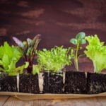 How to regrow salad at home - and save on waste during lockdown