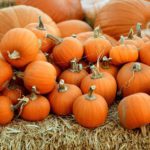 The best places to pick pumpkins in Scotland this Halloween