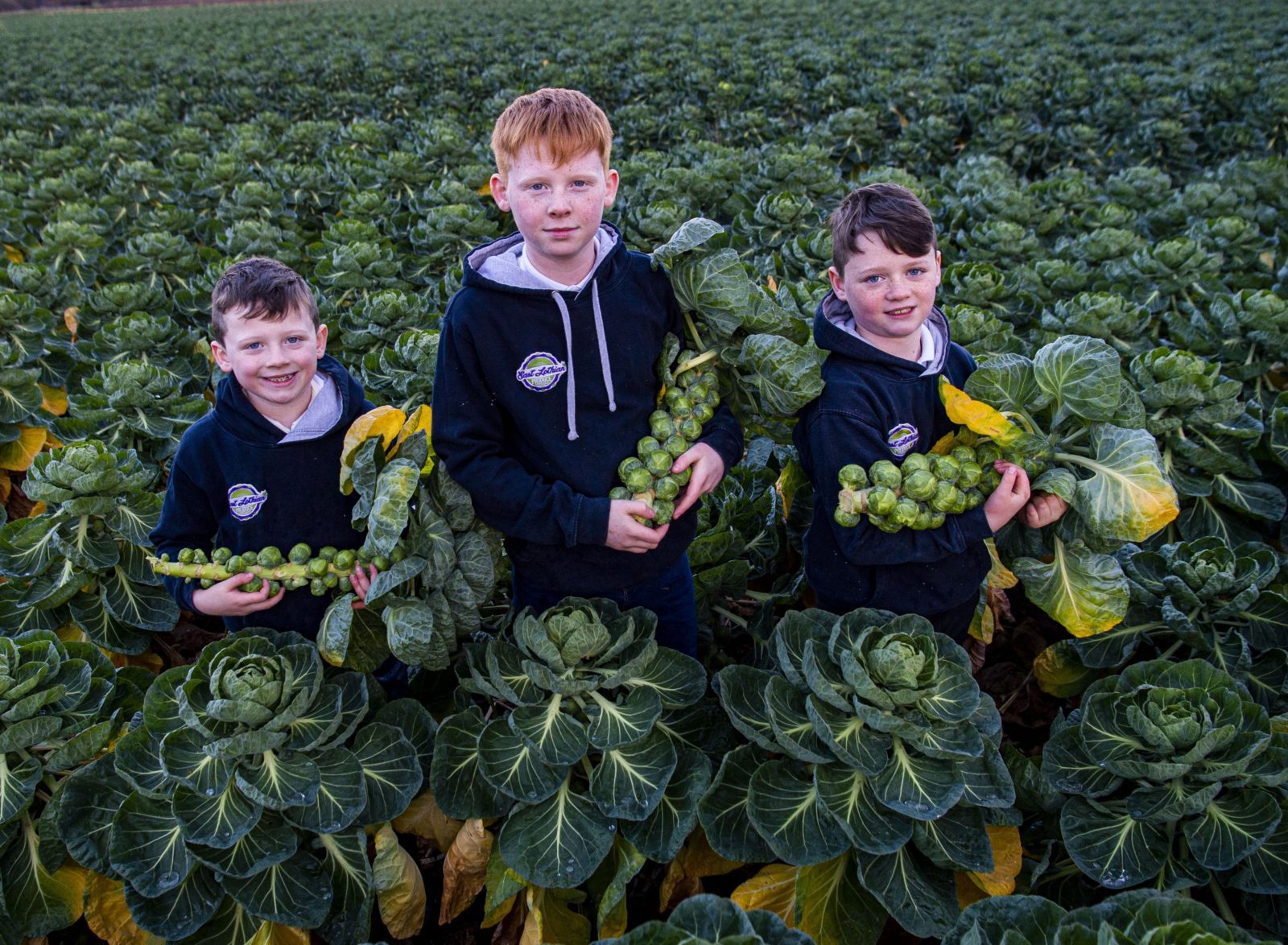 Three boys holding Brussels sprouts Will, Cole and Gray Logan the next farming generation