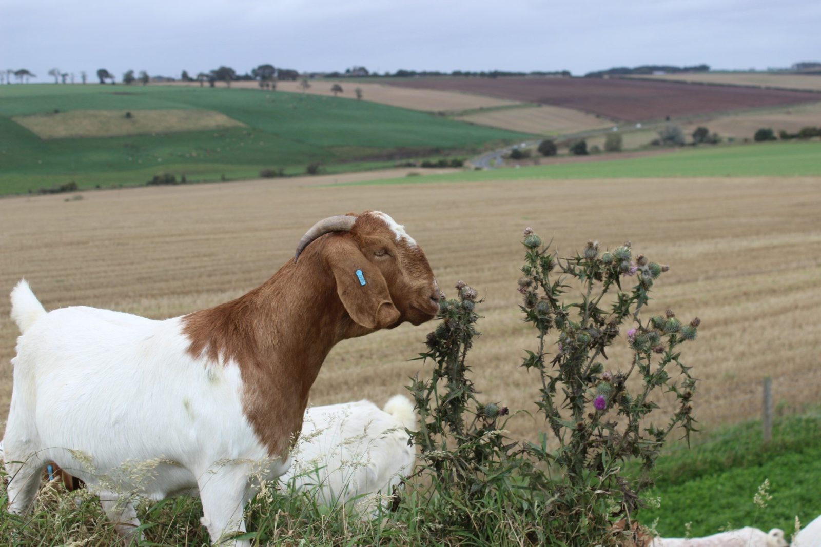 Boer goat nibbling a thistle.