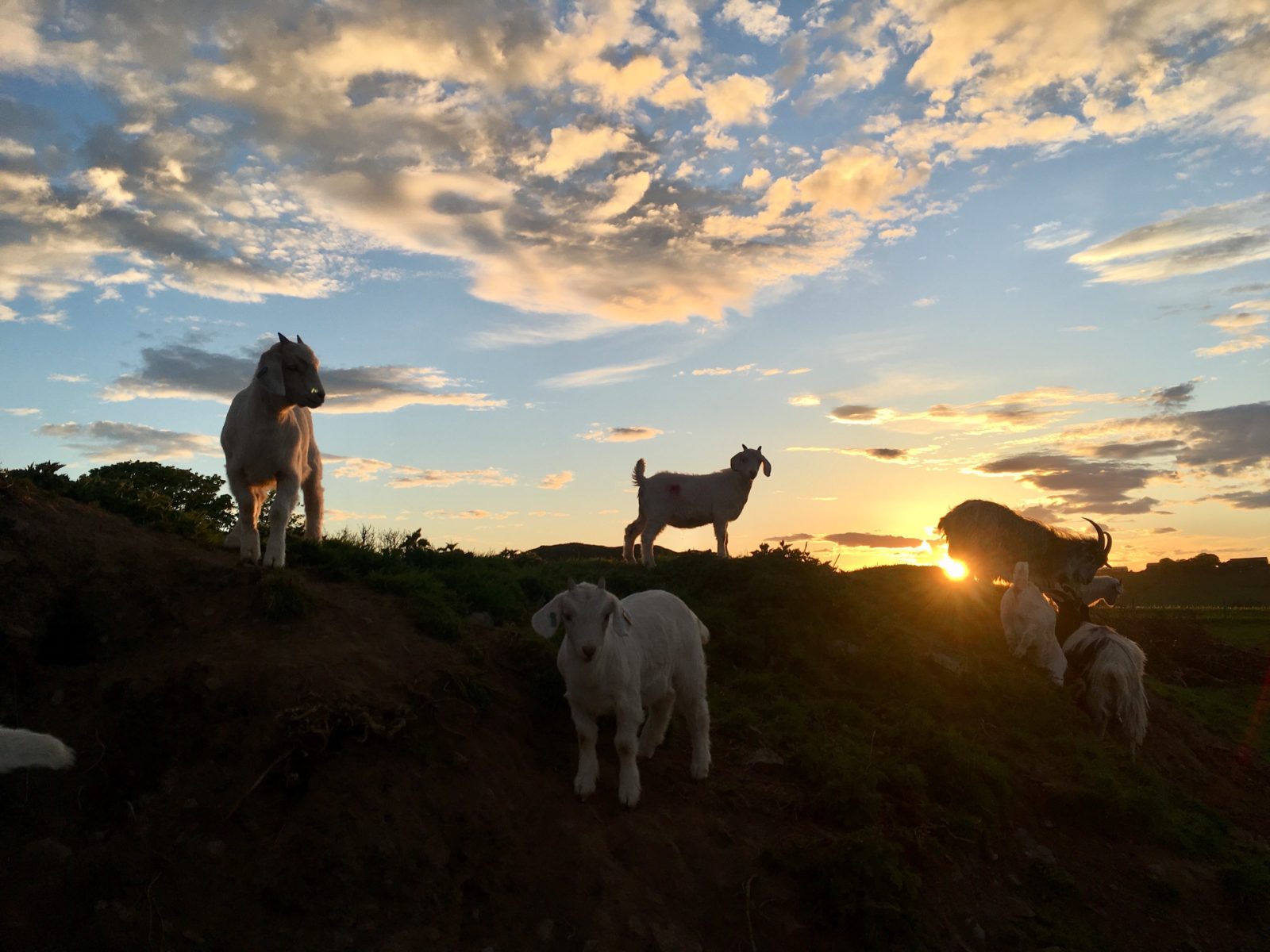 Lunan bay goats at sunset