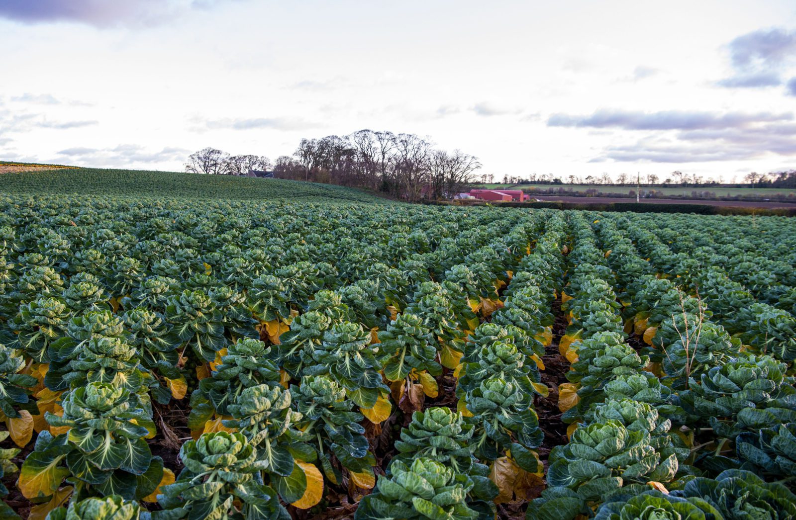 A field of Christmas brassicas, tiny cabbages or the humble brussels sprout