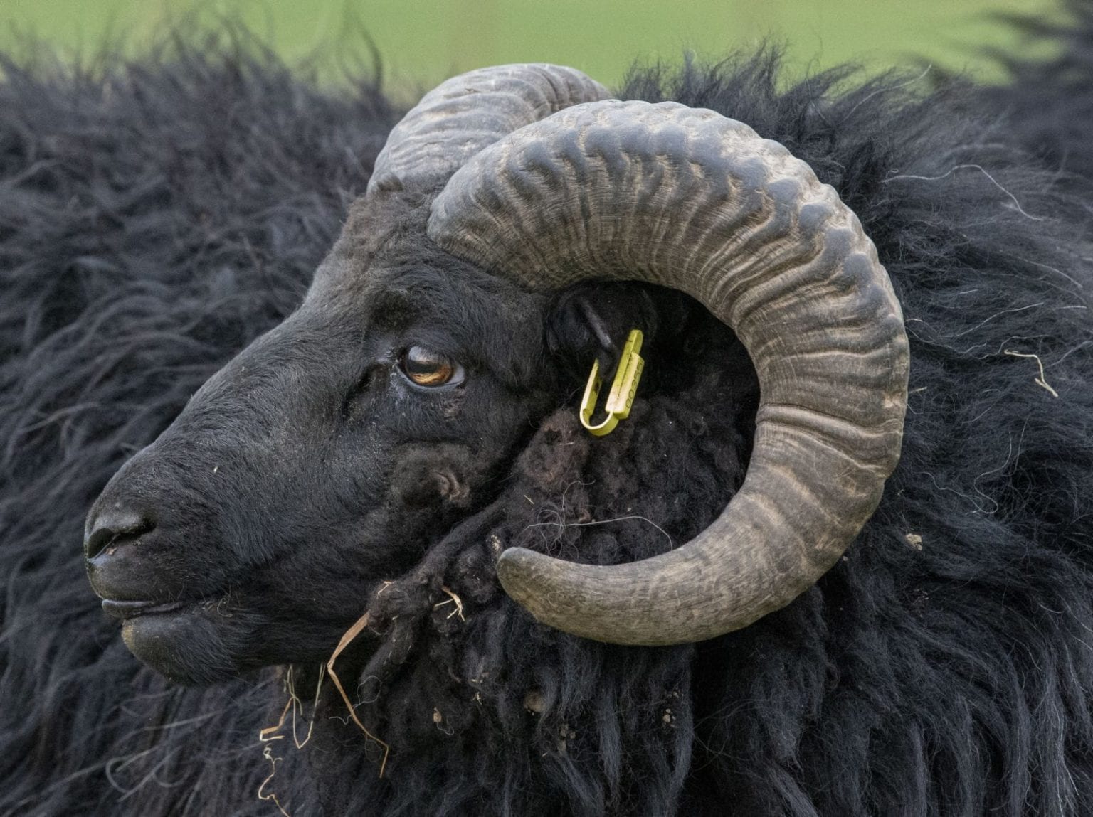 Scotland's larder Jack Cuthbert, Ardoch Hebridean sheep farmer from