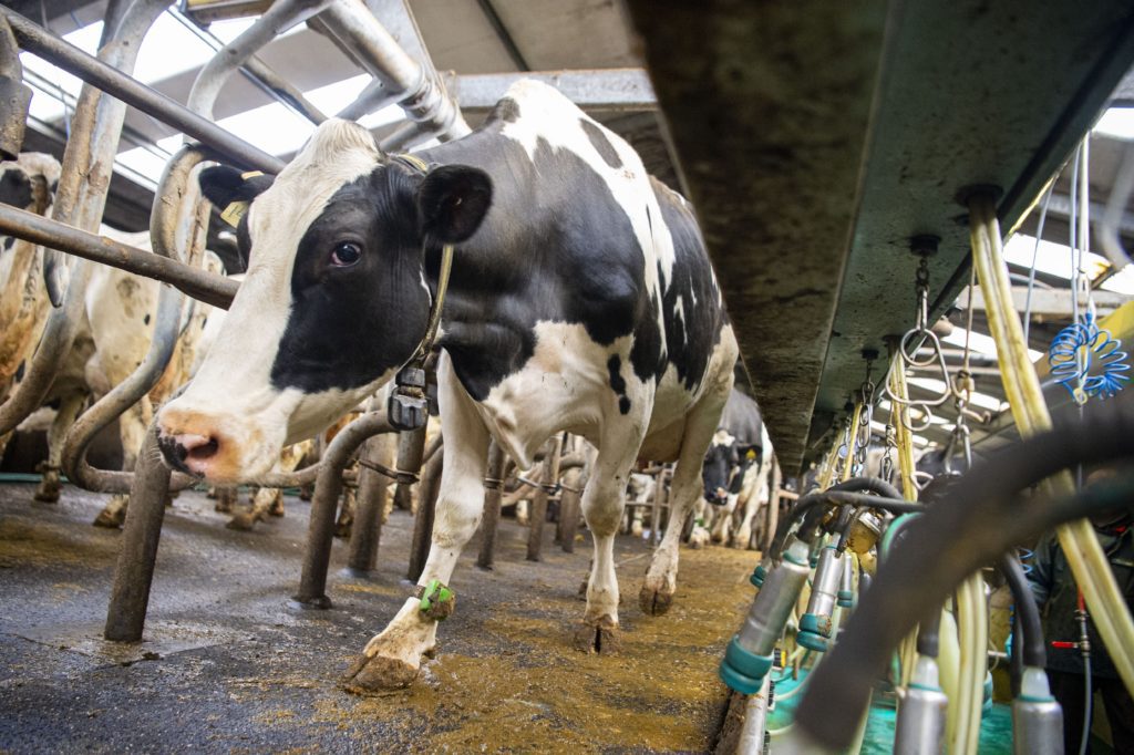 Holsteins's in the milking parlour at Standhill Farm near Hawick