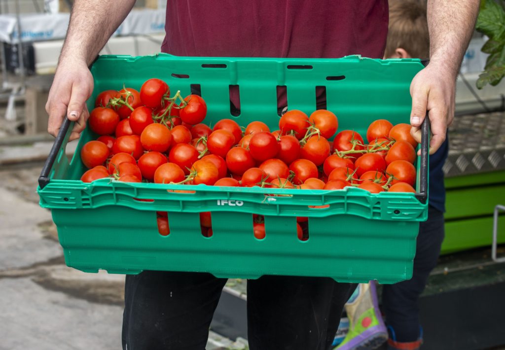 Tomatoes picked ready to be collected and taken to the supermarket depot