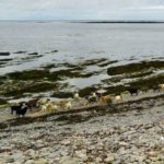 Edinburgh butcher to stock rare 'seaweed sheep’ this month