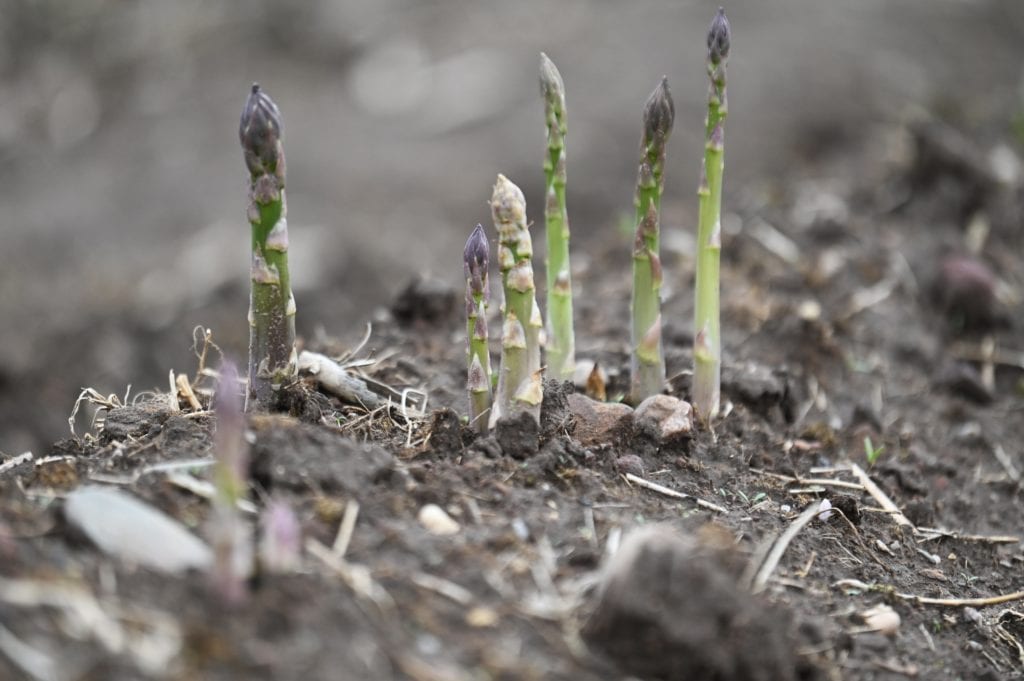 Asparagus shoots. Picture: John Devlin