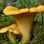 “Serve simply on toast”. Chefs and foragers tell us how to harvest and cook chanterelles