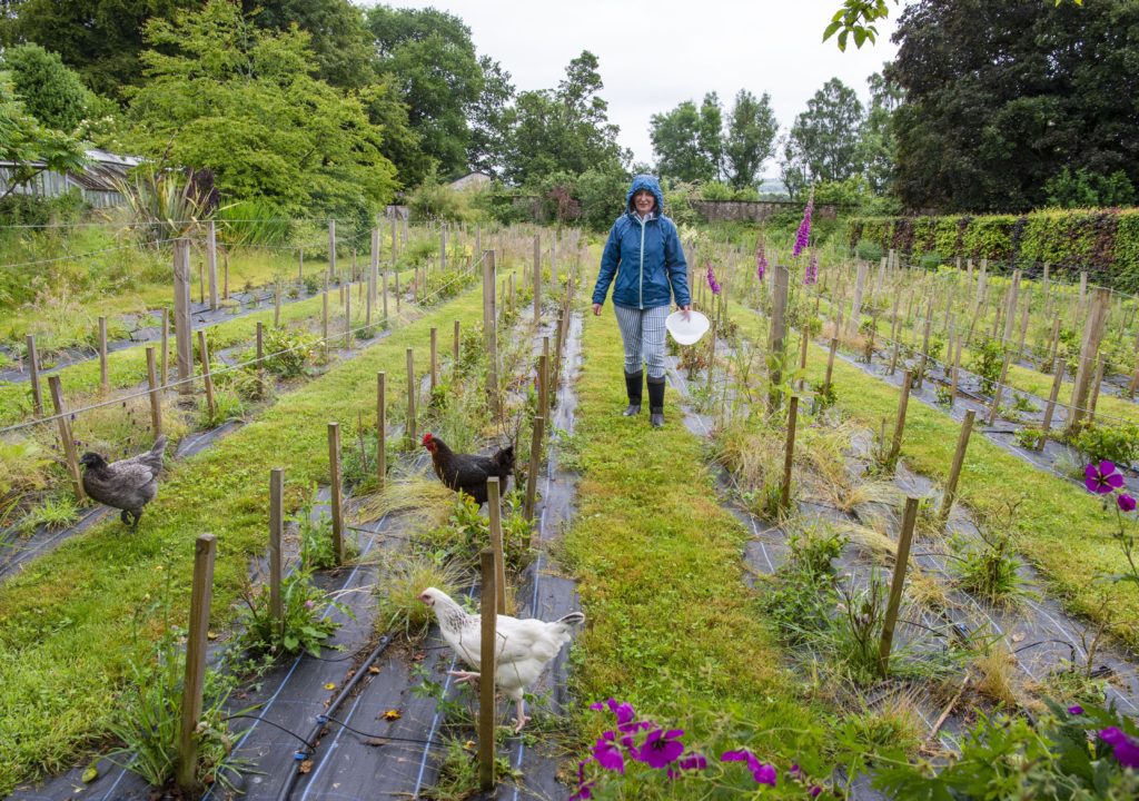 Jane Spencer-Nairn keeps chickens in her tea garden to help to manage pest control.   Picture: Lisa Ferguson