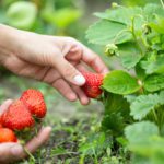 The best places in Scotland to pick strawberries this summer