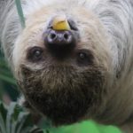 Edinburgh Zoo has created the perfect pairing with Sloth and Pancakes event