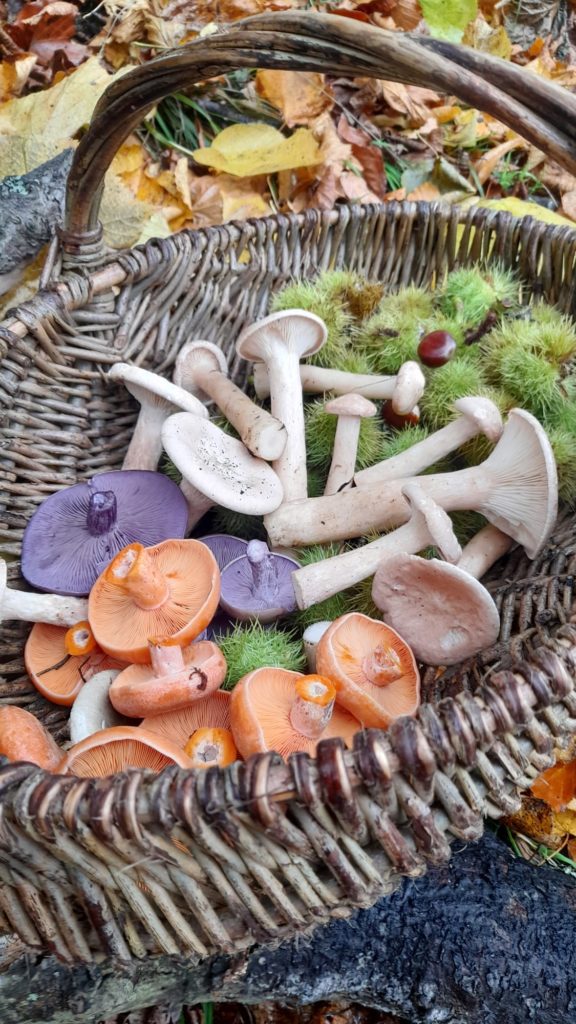 The Wee Folk of the Woods Foraging
