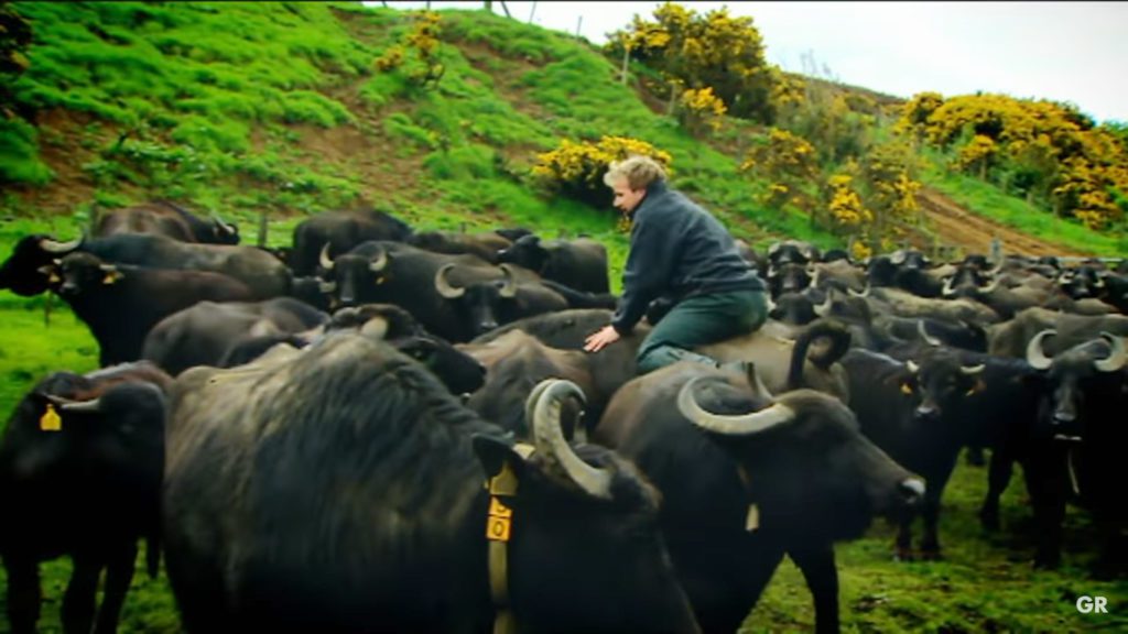 Gordon Ramsay filming the FWord at Steve Mitchell's Buffalo Farm