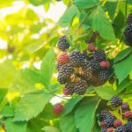 Brambles: where, how and when to pick these seasonal fruits