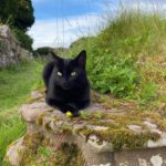 Lindores Abbey Distillery cats revel in their Netflix fame